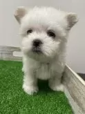 マルチーズ【滋賀県・男の子・2023年11月18日・ホワイト】の写真3