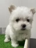 マルチーズ【滋賀県・男の子・2023年11月18日・ホワイト】の写真4