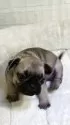 ミックス(パグ×フレンチブルドッグ)【新潟県・男の子・2025年10月17日・フォーン】の写真13