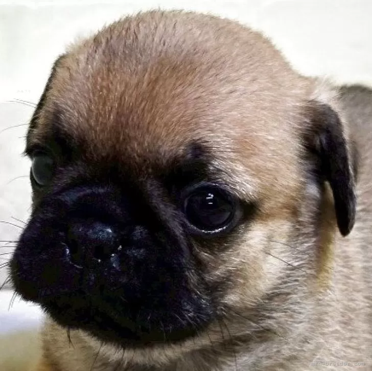 ID：2507-01780の子犬