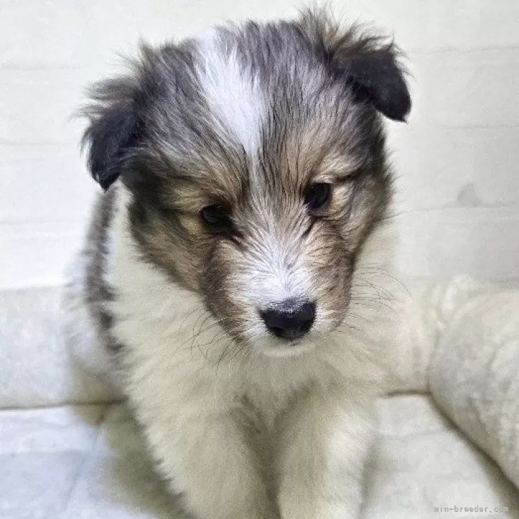 ID:2505-01863の子犬