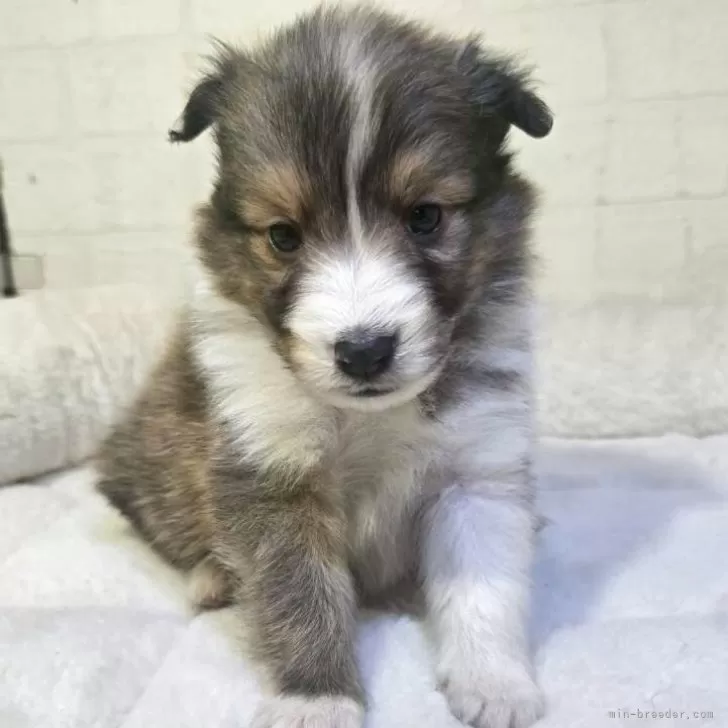 ID：2603-03772の子犬