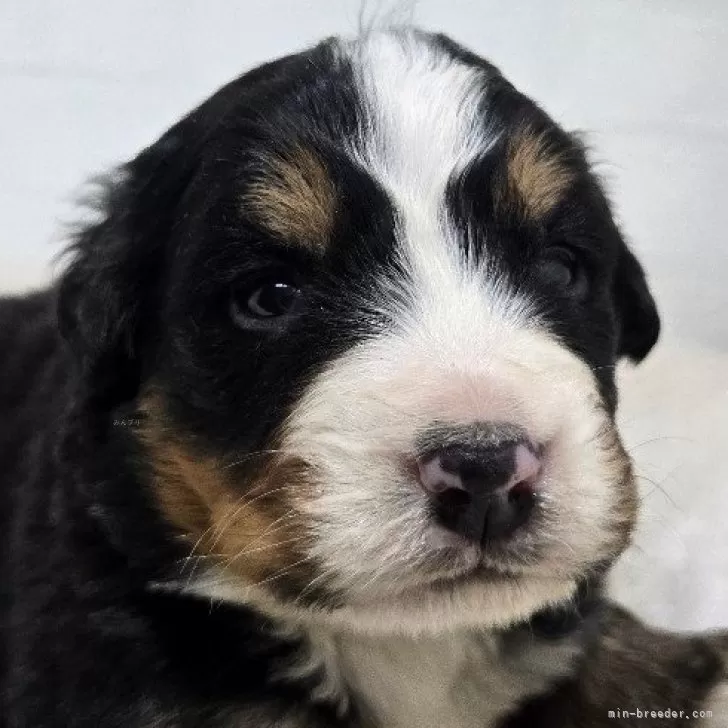 ID:2412-02384の子犬