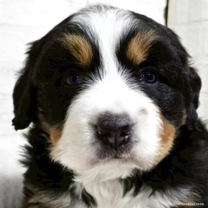 バーニーズ・マウンテン・ドッグ【新潟県・女の子・2025年9月7日・ブラックラスト&amp;ホワイト】の写真1