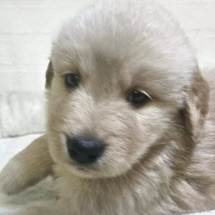 ID:2505-00613の子犬