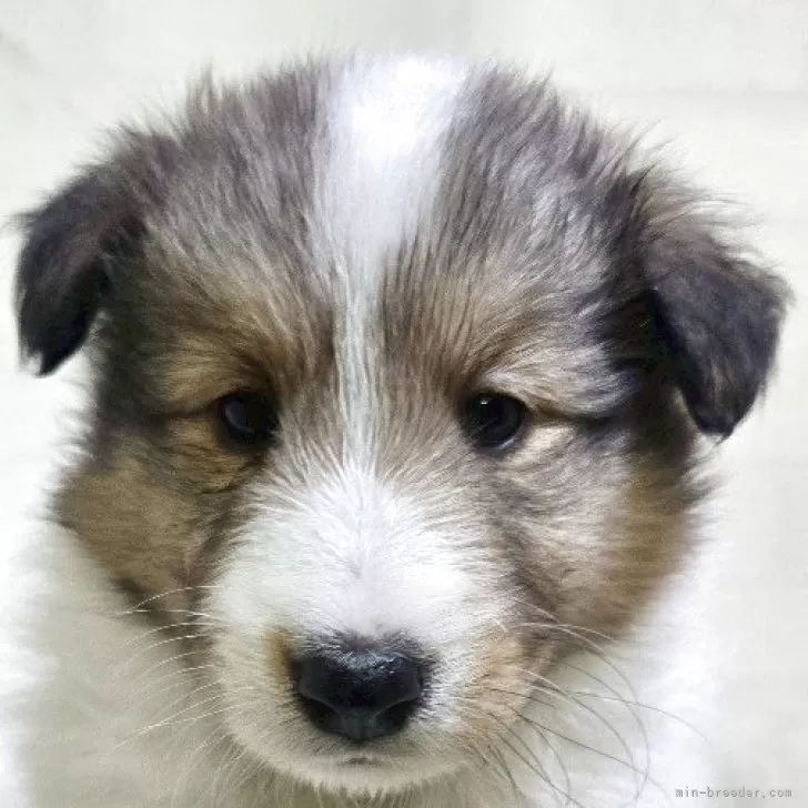 ID:2505-01864の子犬