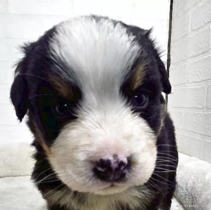 ID：2504-03990の子犬