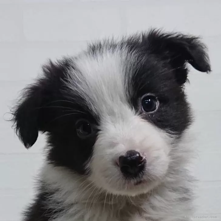 ID:2501-04095の子犬