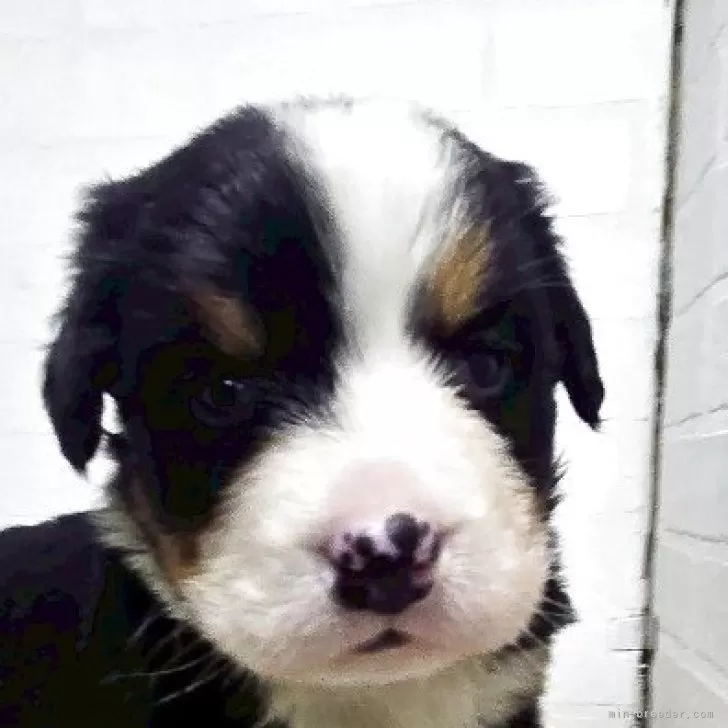ID：2504-03992の子犬