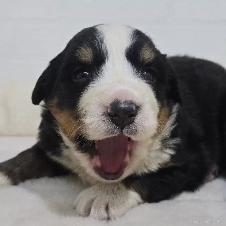 ID:2412-02387の子犬