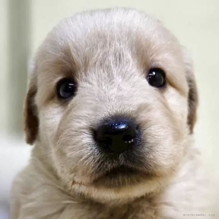 ゴールデンレトリバー【新潟県・男の子・2025年9月16日・ゴールデン】の写真1