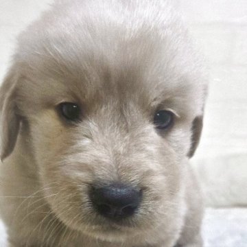 ゴールデンレトリバー【新潟県・男の子・2025年3月10日・ゴールド】の写真「愛嬌たっぷりです。」