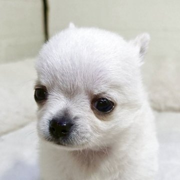 チワワ(ロング)【新潟県・男の子・2025年6月27日・クリーム】の写真「愛嬌のある可愛い子です。」