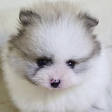 ポメラニアン【新潟県・男の子・2025年5月13日・パーティーカラー】の写真「愛嬌のある可愛い子です！」