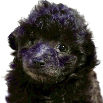 トイプードル(トイ)【新潟県・男の子・2025年7月31日・ブラック】の写真「体はまだ黒いですか大人になるとシルバーになります。」