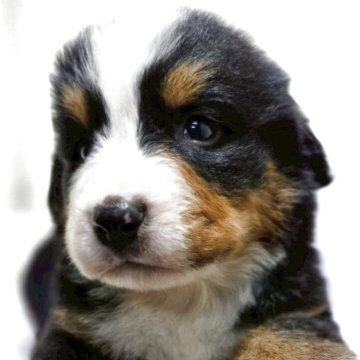 バーニーズ・マウンテン・ドッグ【新潟県・男の子・2025年9月26日・ブラックラスト&ホワイト】の写真「とても甘えん坊で人が大好きな犬種です！」