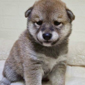 柴犬(標準サイズ)【新潟県・女の子・2025年6月18日・赤】の写真「愛嬌のある可愛い子です。」
