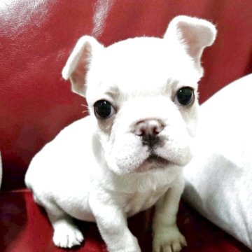 フレンチブルドッグ【新潟県・女の子・2025年9月15日・クリーム】の写真「一人っ子でおっとり大人しい甘えん坊ちゃん」