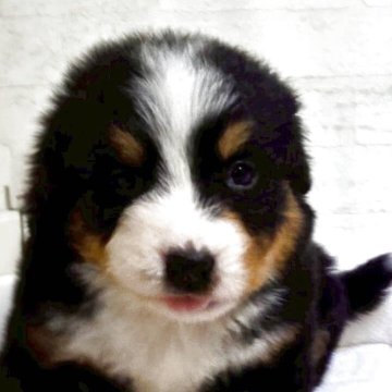 バーニーズ・マウンテン・ドッグ【新潟県・女の子・2025年9月26日・ブラックラスト&ホワイト】の写真「とても甘えん坊で人が大好きな犬種です！」