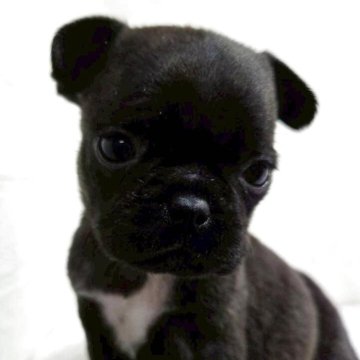 ミックス(パグ×フレンチブルドッグ)【新潟県・男の子・2025年10月17日・ブリンドル】の写真「うっすら茶色混じりの被毛
両親犬の良い所取り🩷」