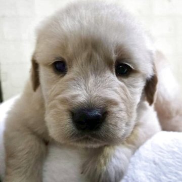 ゴールデンレトリバー【新潟県・男の子・2025年10月19日・ゴールド】の写真「明るめゴールドカラーの子達で皆順調に成長中です！」