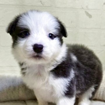 ボーダーコリー【新潟県・女の子・2025年9月30日・ブルー&ホワイト】の写真「7匹兄弟の1匹
おっとりした性格の女の子」