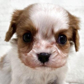 キャバリア【新潟県・男の子・2025年8月31日・ブレインハイム】の写真「一人っ子で甘えん坊お母さんに可愛がられて育ちました」