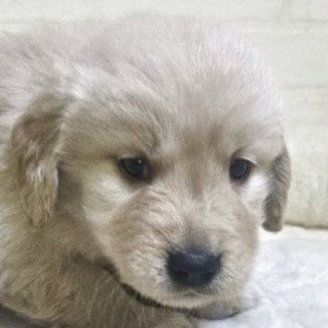 ゴールデンレトリバー【新潟県・男の子・2025年3月10日・ゴールド】の写真「愛嬌たっぷりです。」