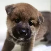 柴犬(標準サイズ)