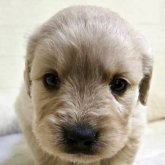 ゴールデンレトリバー