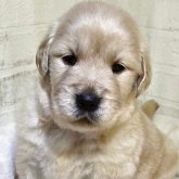 ゴールデンレトリバー