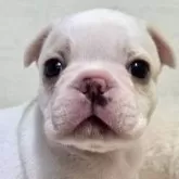 フレンチブルドッグ