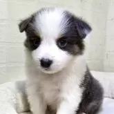 ボーダーコリー【新潟県・男の子・2025年9月30日・ブルー&ホワイトタン】の写真1