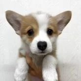 ウェルシュ・コーギー・ペンブローク【新潟県・男の子・2025年5月14日・レッド&ホワイト】の写真1