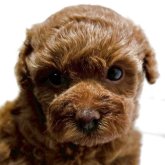 トイプードル(トイ)