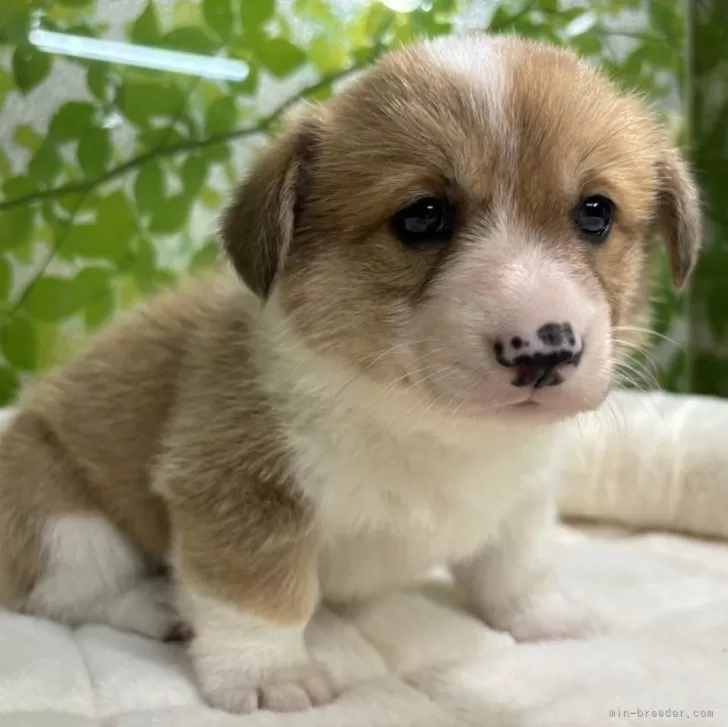 ID:2404-04652の子犬