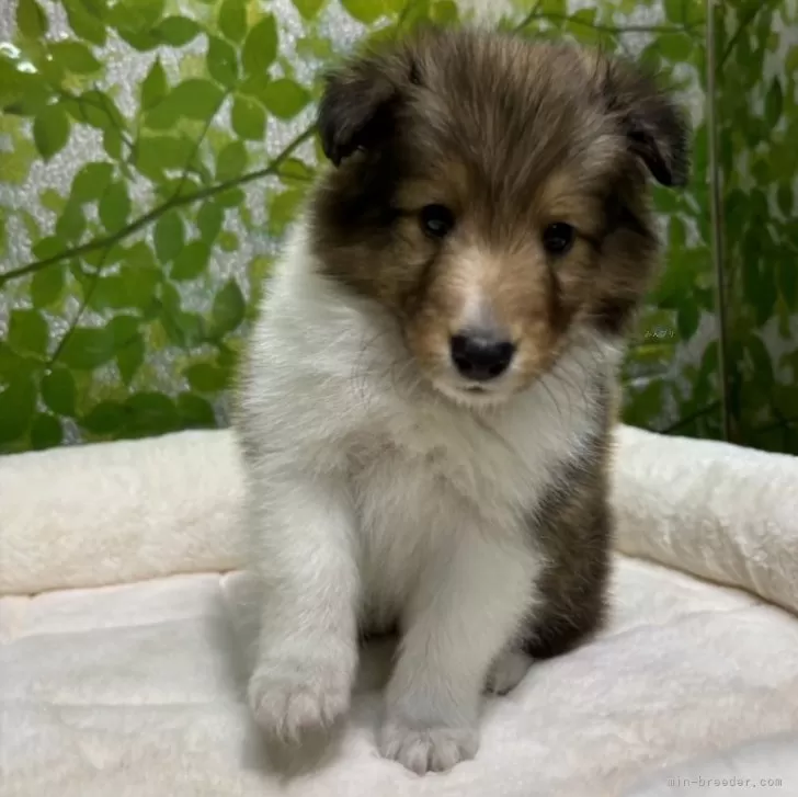 ID:2402-02763の子犬