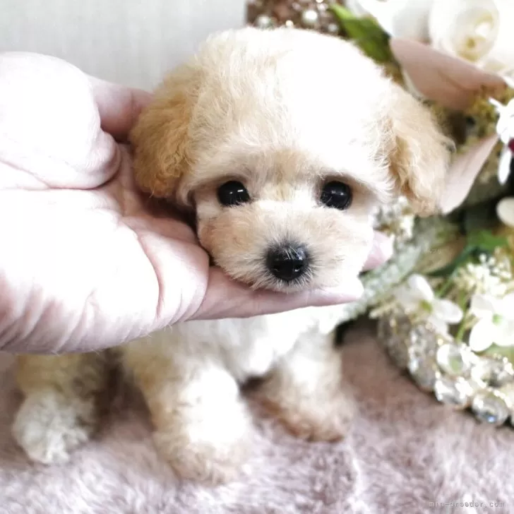 ID：2507-04013の子犬