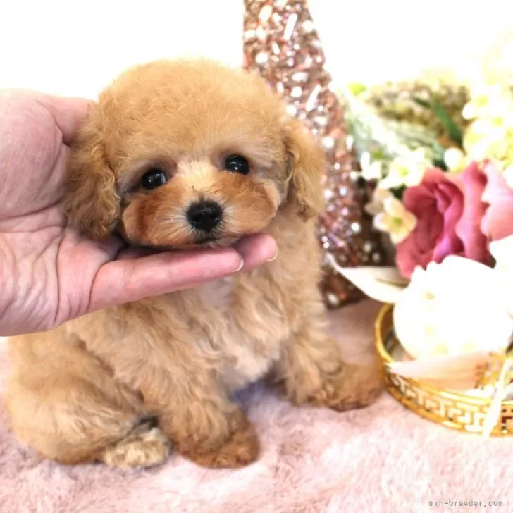 ID：2412-07208の子犬