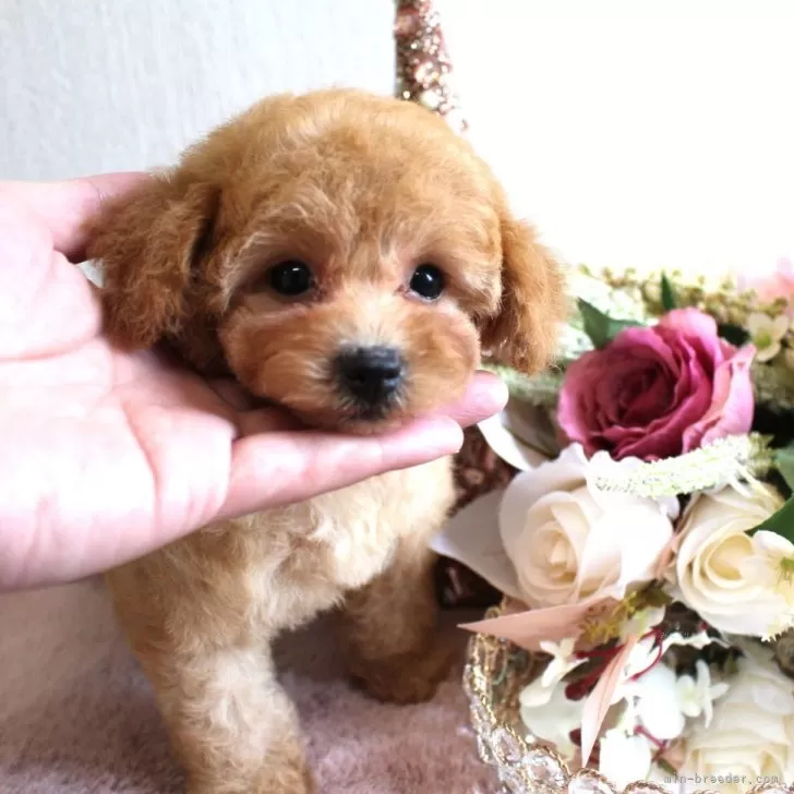 ID:2504-03603の子犬