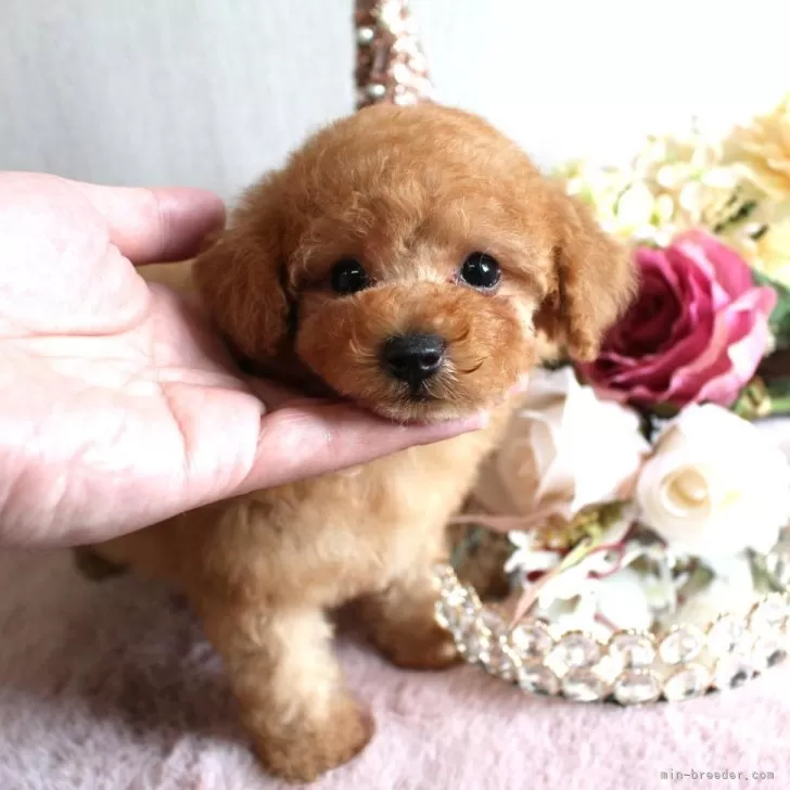 ID:2503-07715の子犬