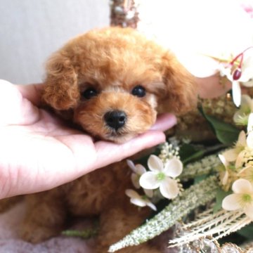 トイプードル(タイニー)【茨城県・女の子・2025年9月6日・アプリコット】の写真「激カワ　ティーカップちゃん💕」