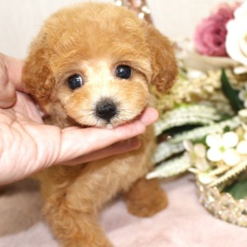 タイニープードル【茨城県・女の子・2025年7月15日・アプリコット】の写真「おしとやか美人💕」