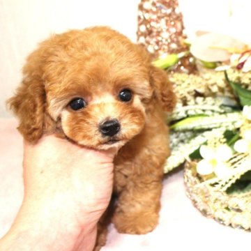 トイプードル(ティーカップ)【茨城県・女の子・2025年9月6日・アプリコット】の写真「激カワ　ティーカップちゃん💕」