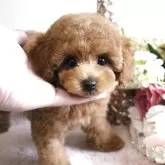 ミニチュアプードル