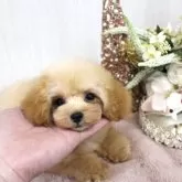 ティーカッププードル