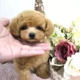 ティーカッププードル