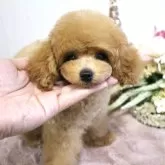 ティーカッププードル