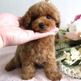 ミニチュアプードル