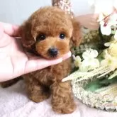 タイニープードル